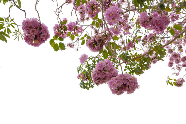 istock Tabebuia rosea blossom tree For design with clipping path 1370718324