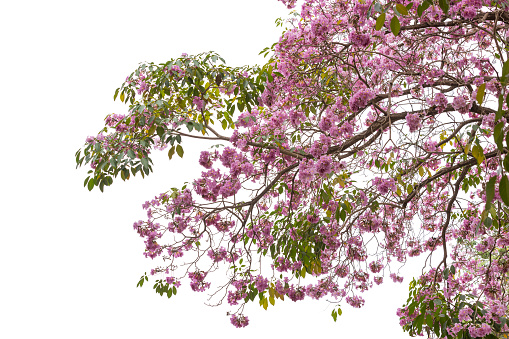 Tabebuia rosea blossom tree For design with clipping path
