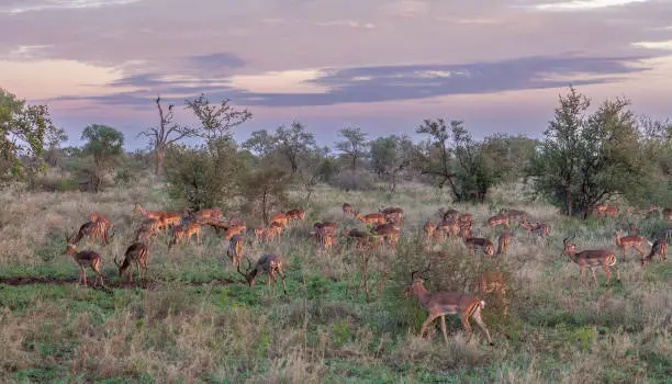 A mixed herd of Impala, Aepyceros melampus, consisting of males, females and young, feeding at sunset in Kruger National Park, South Africa