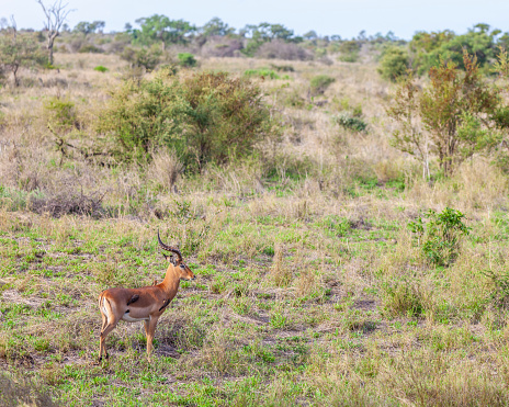 A male Impala, Aepyceros melampus, with three Red-billed Oxpeckers, Buphagus erythrorynchus, in their natural environment in Kruger National Park, South Africa