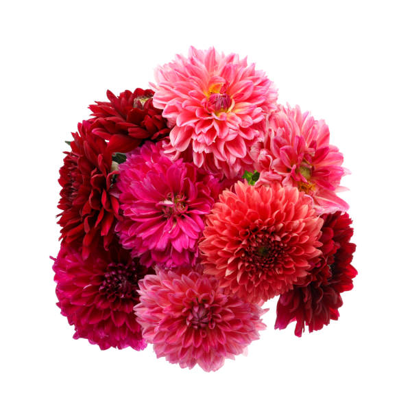 istock Beautiful blooming dahlia flowers on white background 1370718929