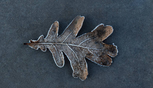 Photo of Last year's oak leaf with ice crystals on it after freezing, against a gray background of paving slabs