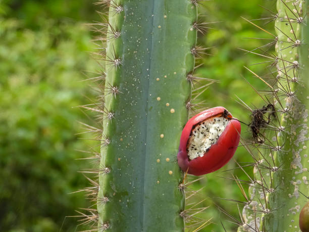 mandacaru cactus  with red fruit stock photo