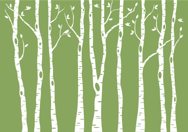 자작 나무 숲, 벡터 배경 ��일러스트 - birch tree birch forest tree stock illustrations