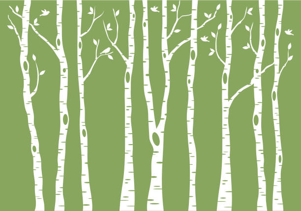 birch tree forest, vector background illustration birch tree forest with birds, vector illustration on green background birch tree stock illustrations