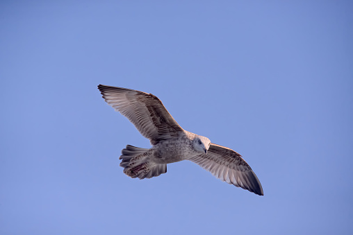 A very common Herring Gull wheeling in the sky giving me the evil eye