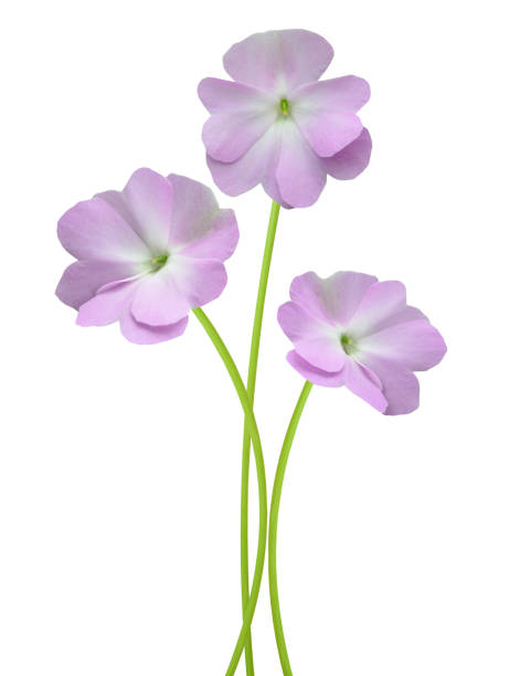 istock Bunch of Busy Lizzy Flower 1370721445