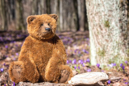 Cute teddy bear in the sunny spring forest among beautiful violet crocus or saffron flowers, scenic outdoor background