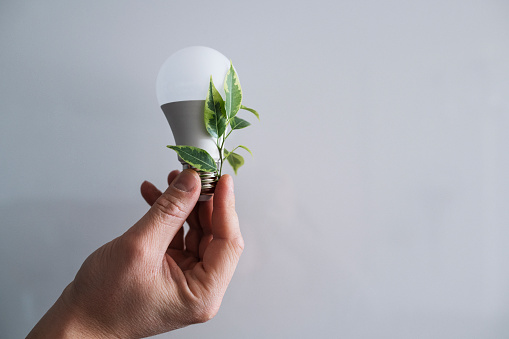 Human hand holding light bulb and plant.Energy-saving and environmental concept.
