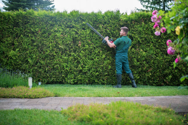 A young man trims a green hedge with a hedge trimmer in a bright, lush spring garden. Seasonal garden maintenance, outdoor work related to gardening and plant care during springtime.