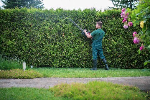 Young professional gardener trimming hedge with power saw in private property garden.