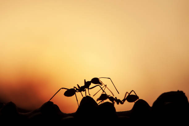 Two green ants worker communicating through touch and pheromones while walking on a vine, sunset sky blurred in the background. Close-up.