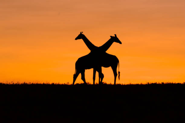 istock Two giraffes posing in the morning 1370728246