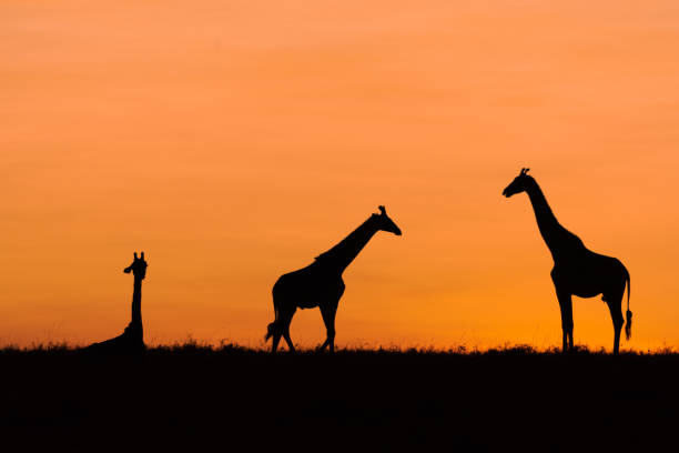 istock Three giraffes in the morning 1370728349
