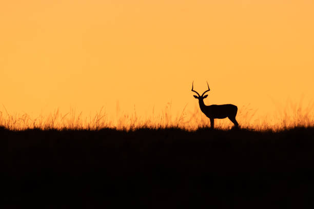 istock Black and orange with an impala 1370728434