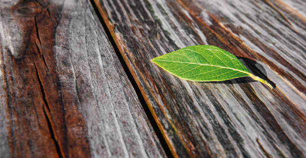 istock One beautiful green leaf plucked on a wooden background. 1370728478