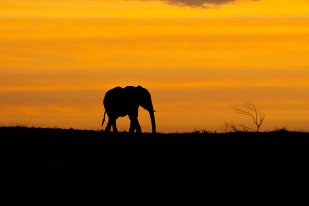 A lonely elephant walk in masai mara in the sunrise
