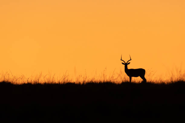 istock An impala in the morning 1370728636
