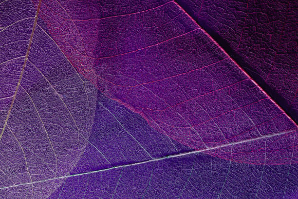 istock nature-inspired environment organic design background. skeleton leaf template copy space. elements of nature authentic naturalness cozy composition 1370729560