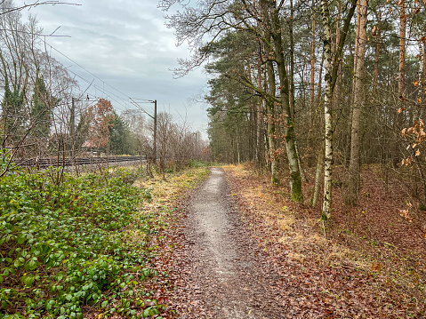 Path through a forest in winter next to railway tracks.