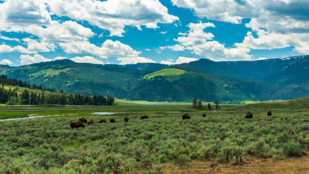 istock Bison in Lamar Valley, Yellowstone 1370729867