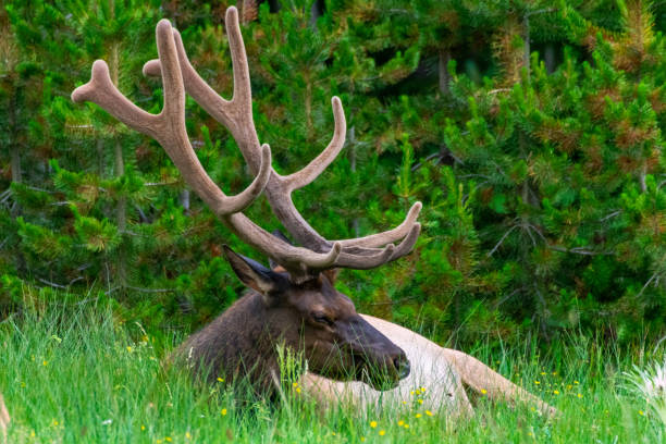Bull elk rest in forest meadow in Yellowstone National Park, USA