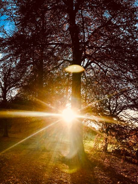 istock Bright sunshine against autumnal forest scene 1370731431