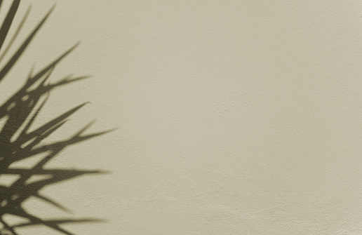Natural shadow botanical plant overlay on cement wall abstract texture background with space. Clean minimal. For your display, overlay, presentation, backdrop, or mockup.