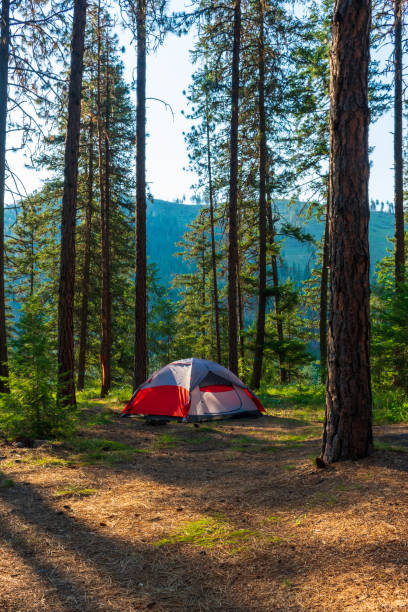 la tenda si trova tra gli alberi nella foresta - montana summer usa color image foto e immagini stock