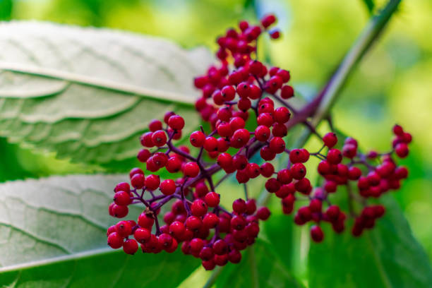 istock Red Elder Berries, Whidbey Island 1370732366