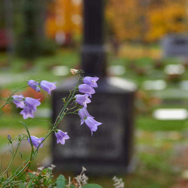 кампанула цветет в городе аскола. - finland bluebell campanula summer стоковые фото и изображения