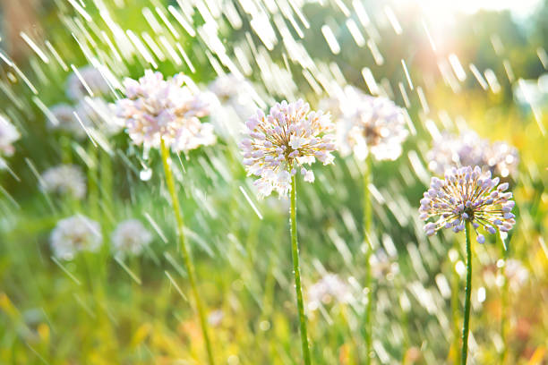 Watering the garden, flowering onions in splashes of water. Care of garden plants and irrigation of the soil.