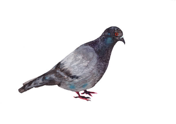 istock Watercolor city dove isolated on white background 1370734622