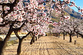 Beautiful and colorful almond flower in full bloom