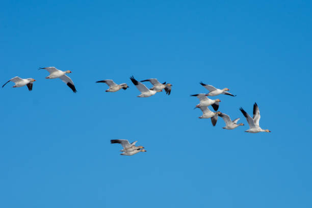 istock Snow goose (Anser caerulescens) flying through the blue sky in Canada. 1370736745