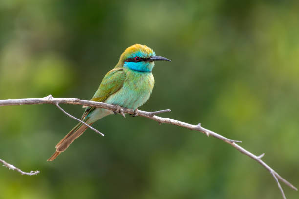istock Green Bee Eaters perched on a bracnch in sun (Merops orientalis muscatensis) 1370736859