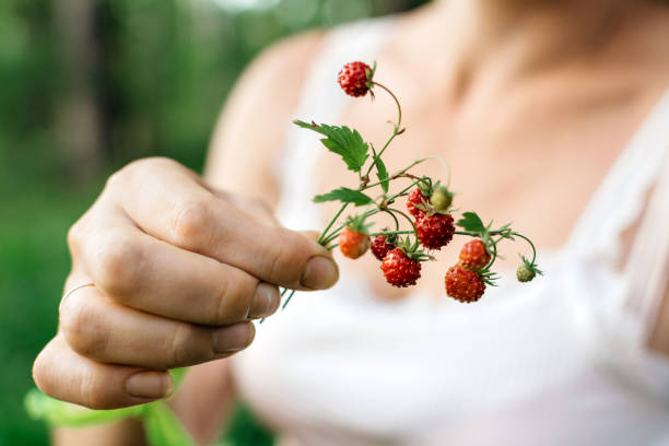 istock Strawberry branches in a female hand close up 1370737445