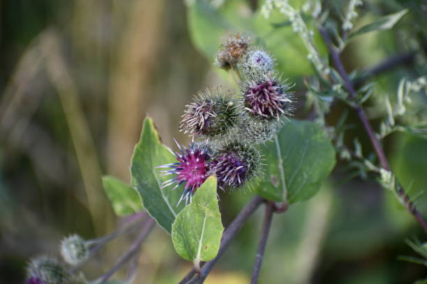 istock Milk thistle close-up. Wild medicinal herb. 1370737484