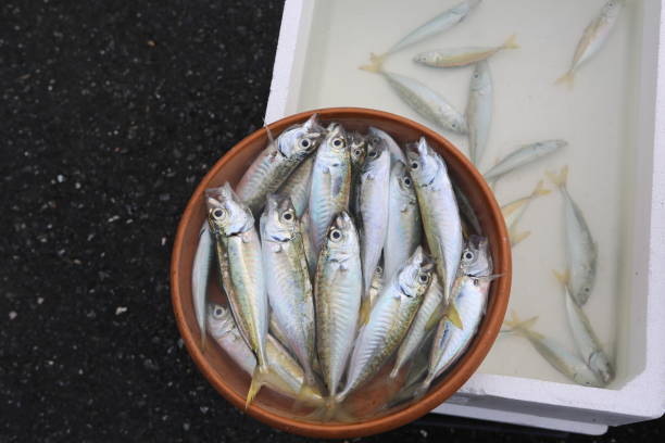 istock caught fish in a bowl of water 1370737632