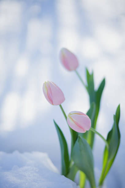 A red tulip bud emerging through the remnants of snow and dark soil. A close-up shows the bright red color of the petals and green leaves, partially covered in snow.