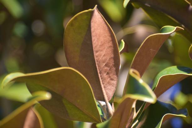 istock Magical Magnolia Leaves 1370739559