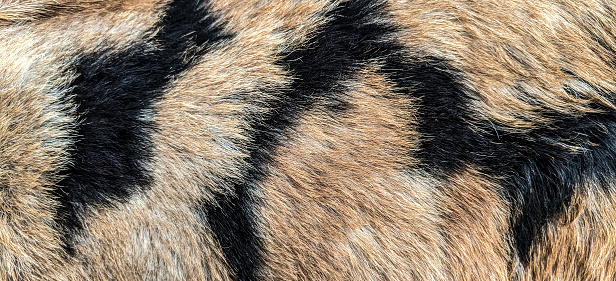 Close up of a cheetah fur