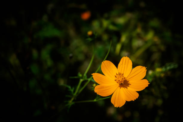 istock Cosmos flower in orange color with black background and copy space for backdrop. Used selective focus. 1370740835