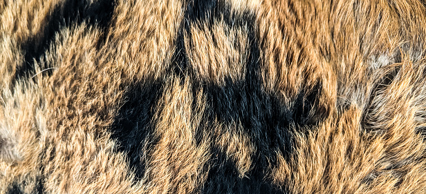 Texture or pattern of a fur
