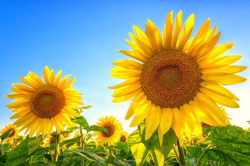 Scenic view of sunflowers or helianthus yellow flowers against blue sky background, agricultural summer field at sunset, symbol of sun energy
