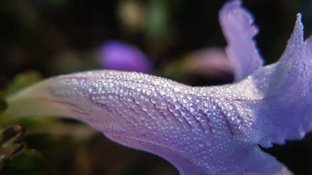 gotas d'água em flor roxa - waterdroplets - fotografias e filmes do acervo