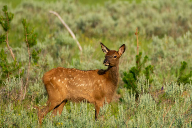 istock Elk Calf in Yellowstone National Park 1370742248