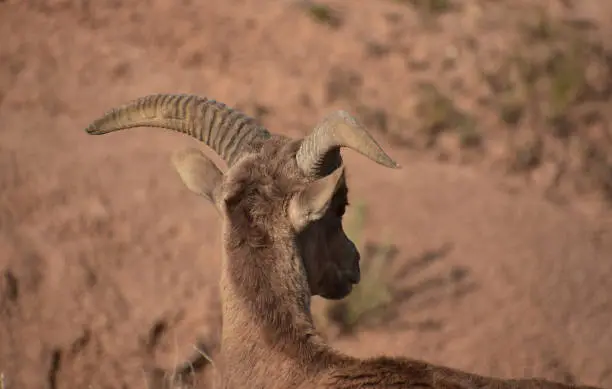 Back of curved horns of a bighorn sheep in South Dakota.