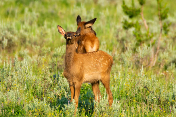 Elk Calf in Yellowstone National Park