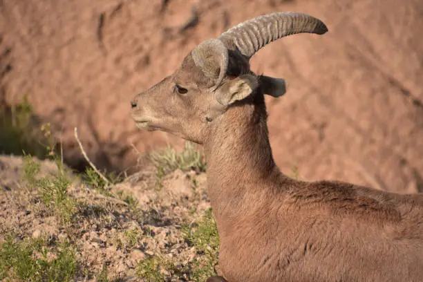 Badlands with a profile of a bighorn sheep resting.